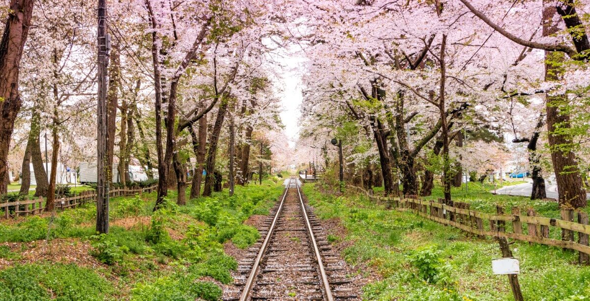 津軽鉄道 桜並木